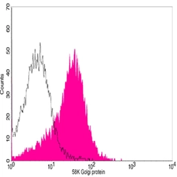 Anti-58K Golgi protein antibody used in Flow cytometry (FCM). GTX25820