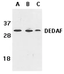Anti-DEDAF antibody used in Western Blot (WB). GTX25976