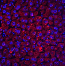 Anti-DEDAF antibody used in IHC (Paraffin sections) (IHC-P). GTX25976