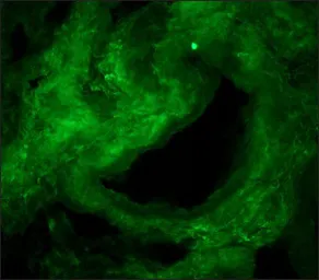 Anti-Collagen I antibody [COL-1] used in IHC (Frozen sections) (IHC-Fr). GTX26308