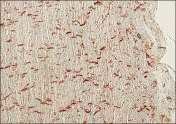 Anti-pan Cadherin antibody [CH-19] used in IHC (Paraffin sections) (IHC-P). GTX26528