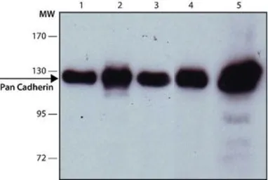 Anti-pan Cadherin antibody [CH-19] used in Western Blot (WB). GTX26528
