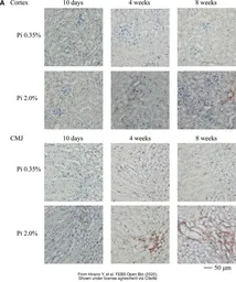 Anti-F4/80 antibody [CI:A3-1] used in IHC (Paraffin sections) (IHC-P). GTX26640