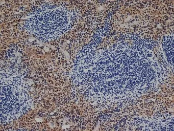 Anti-F4/80 antibody [CI:A3-1] used in IHC (Frozen sections) (IHC-Fr). GTX26640