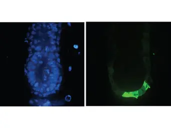 Anti-GFP antibody used in Immunocytochemistry/ Immunofluorescence (ICC/IF). GTX26673