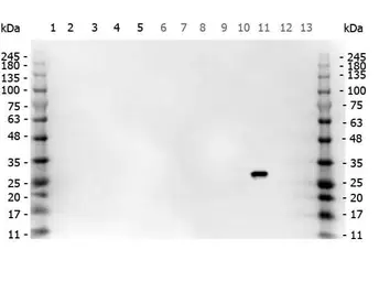 Anti-GFP antibody used in Western Blot (WB). GTX26673