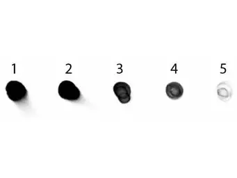 Rabbit Anti-Human IgG antibody (AP). GTX26760