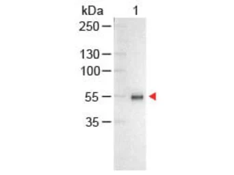 Chicken Anti-Human IgG antibody (AP). GTX26865