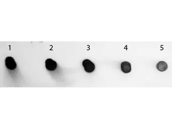 Sheep Anti-Human IgG antibody (AP). GTX26871