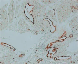 Anti-VWF antibody used in IHC (Paraffin sections) (IHC-P). GTX26994