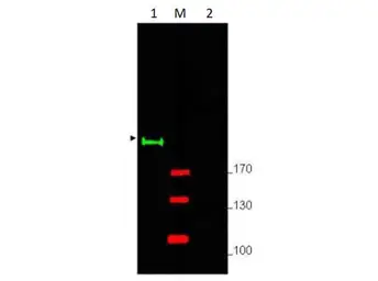 Anti-Gli2 antibody used in Western Blot (WB). GTX27195