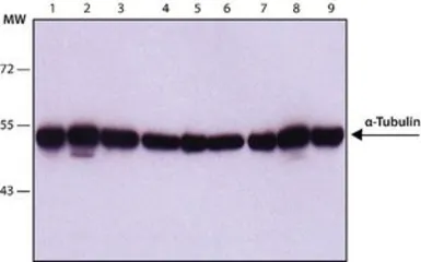 Anti-alpha Tubulin antibody [DM1A] used in Western Blot (WB). GTX27291