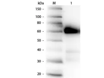 Anti-Calf intestinal Alkaline Phosphatase antibody used in Western Blot (WB). GTX27325