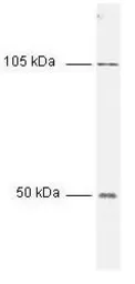 Anti-NFkB p105/p50 antibody used in Western Blot (WB). GTX27549