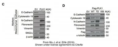 Anti-Cytokeratin 19 antibody [A53-B/A2] used in Western Blot (WB). GTX27754