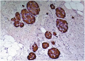 Anti-C-Peptide antibody [C-PEP-01] used in IHC (Paraffin sections) (IHC-P). GTX27761