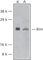 Anti-Bim antibody used in Western Blot (WB). GTX27888