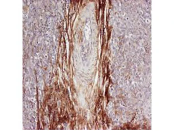 Anti-Osteopontin antibody used in IHC (Paraffin sections) (IHC-P). GTX28448