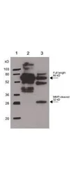 Anti-Osteopontin antibody used in Western Blot (WB). GTX28448