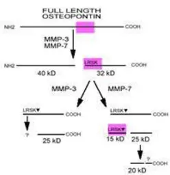 Anti-Osteopontin antibody used in  (). GTX28448