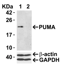 Anti-PUMA antibody used in Western Blot (WB). GTX29643