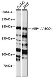 Anti-MRP4 antibody used in Western Blot (WB). GTX30016