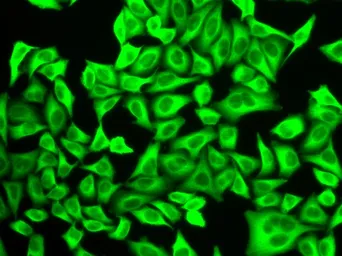 Anti-ALDH4A1 antibody used in Immunocytochemistry/ Immunofluorescence (ICC/IF). GTX30043