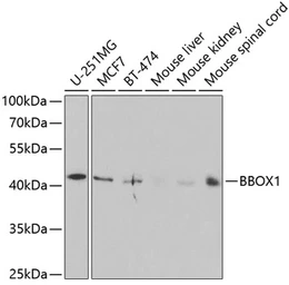 Anti-BBOX1 antibody used in Western Blot (WB). GTX30083