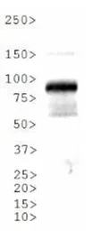 Anti-HIF1 beta antibody used in Western Blot (WB). GTX30109