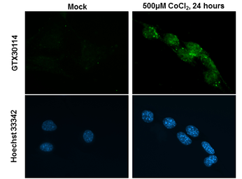 Anti-HIF2 alpha antibody used in Immunocytochemistry/ Immunofluorescence (ICC/IF). GTX30114