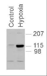 Anti-HIF2 alpha antibody used in Western Blot (WB). GTX30114