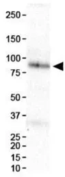 Anti-HIF1 beta antibody [H1beta234] used in Western Blot (WB). GTX30116