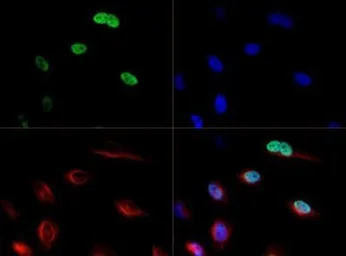 Anti-CENPF antibody used in Immunocytochemistry/ Immunofluorescence (ICC/IF). GTX30232