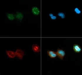 Anti-DNMT3A antibody used in Immunocytochemistry/ Immunofluorescence (ICC/IF). GTX30365