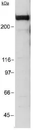 Anti-EP300 antibody [RW128] used in Western Blot (WB). GTX30614