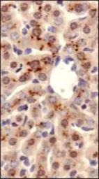 Anti-ATP7b antibody used in IHC (Paraffin sections) (IHC-P). GTX30639