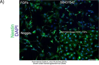 Anti-Nestin antibody [10C2] used in Immunocytochemistry/ Immunofluorescence (ICC/IF). GTX30671