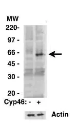 Anti-CYP46A1 antibody used in Western Blot (WB). GTX30682