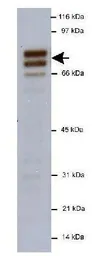 Anti-NUMB antibody used in Western Blot (WB). GTX30689