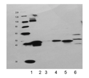 Anti-Heme Oxygenase 1 antibody used in Western Blot (WB). GTX30748