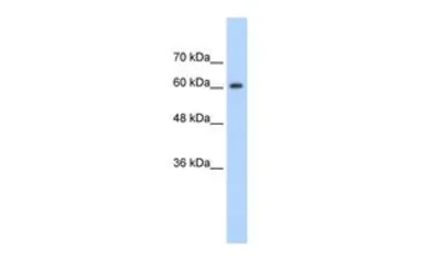 Anti-hnRNP Q antibody, Internal used in Western Blot (WB). GTX30791