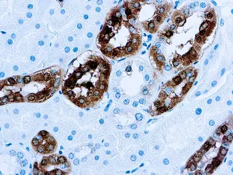 Anti-Calbindin antibody [CB-955] used in IHC (Paraffin sections) (IHC-P). GTX30888