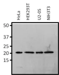 Anti-Rap1 antibody [1D2-1C64] used in Western Blot (WB). GTX31146