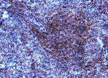 Anti-TLR9 antibody used in IHC (Paraffin sections) (IHC-P). GTX31244