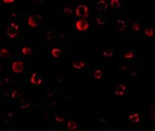 Anti-IRAK1 antibody used in Immunocytochemistry/ Immunofluorescence (ICC/IF). GTX31253