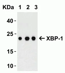 Anti-XBP1 antibody used in Western Blot (WB). GTX31293
