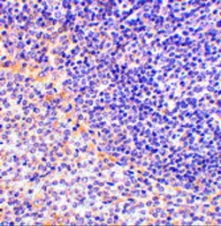 Anti-FAF1 antibody used in IHC (Paraffin sections) (IHC-P). GTX31302