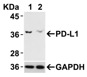 Anti-PD-L1 antibody used in Western Blot (WB). GTX31308
