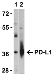 Anti-PD-L1 antibody used in Western Blot (WB). GTX31308