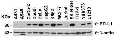 Anti-PD-L1 antibody used in Western Blot (WB). GTX31308